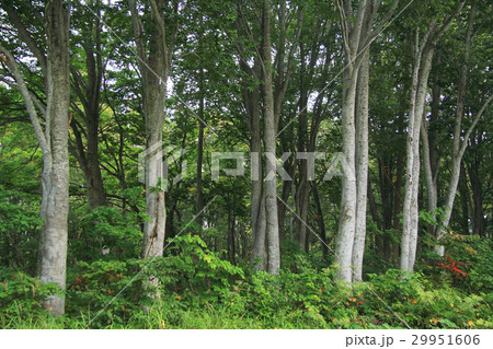 八甲田山　山麓のブナ林 29951606