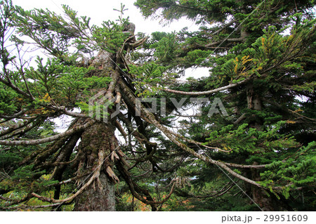 八甲田山　雪に耐えるオオシラビソ 29951609