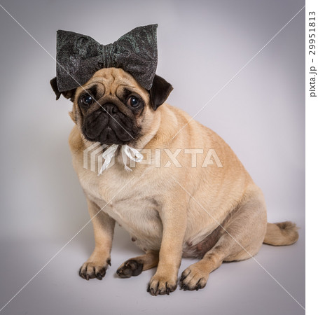 Funny pug 29951813