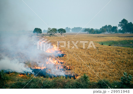 Farmers burning dried rice field in India 29951948
