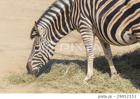 Chapman Zebra , Equus Burchelli Chapmani Chapman Zebra , Equus Burchelli Chapmani 29952151