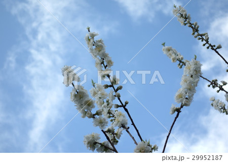 八重桜 八重桜 29952187