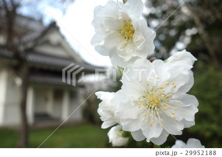 八重桜 29952188