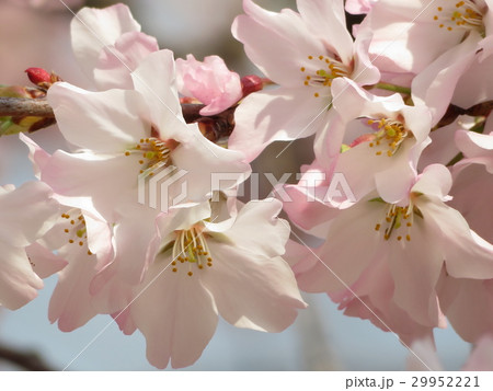 桜 29952221