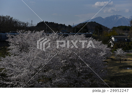山梨県韮崎市穴山の満開の桜の中を八ヶ岳に向かって進むスーパーあずさ 29952247