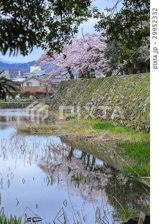 桜咲く彦根城 桜咲く彦根城 29952332