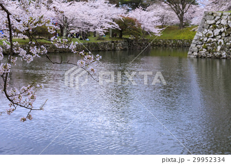 桜咲く彦根城 桜咲く彦根城 29952334