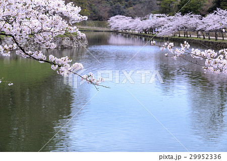 桜咲く彦根城 桜咲く彦根城 29952336