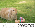 Holland lop rabbit and easter egg in the garden 29952703