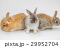 New born rabbit on white background 29952704