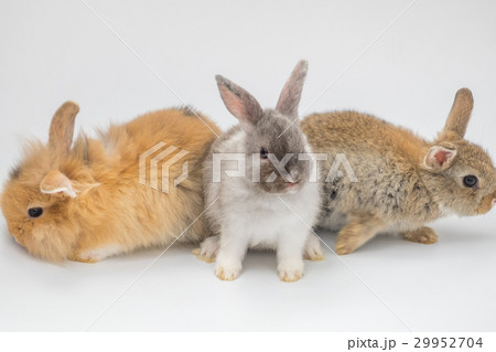 New born rabbit on white background 29952704