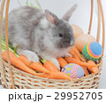New born rabbit on carrot basket. 29952705