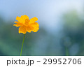 Cosmos flower with blurred background 29952706