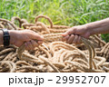 Two people are pulling a rope competing hands. 29952707