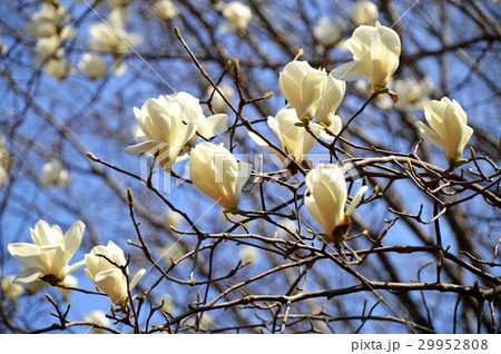 ハクモクレン（白木蓮） 29952808