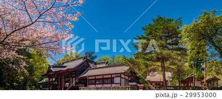 鹿児島神宮と桜 鹿児島神宮と桜 29953000