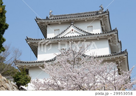 桜の明石城の櫓 29953058