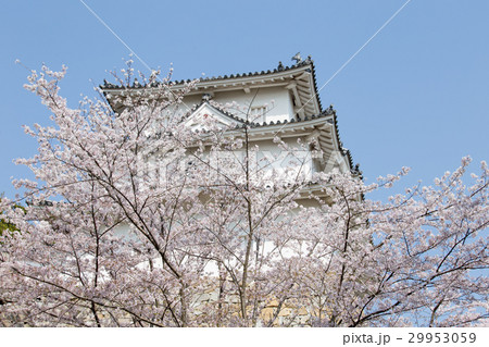 桜の明石城の櫓 桜の明石城の櫓 29953059