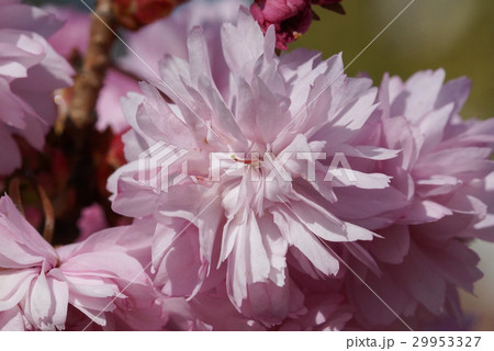 Kiku-shidare-zakura, Prunus serrulata Kiku-shidare-zakura, Prunus serrulata 29953327
