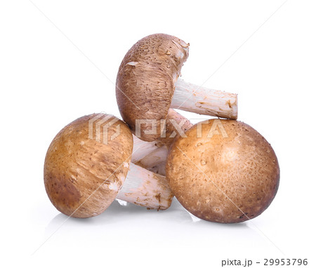 Shiitake mushroom isolated on white background 29953796