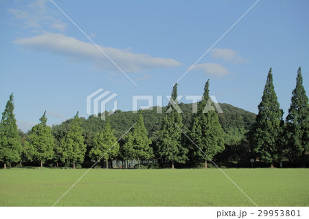 緑鮮やかな公園 緑鮮やかな公園 29953801