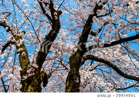 桜と青空 桜と青空 29954001