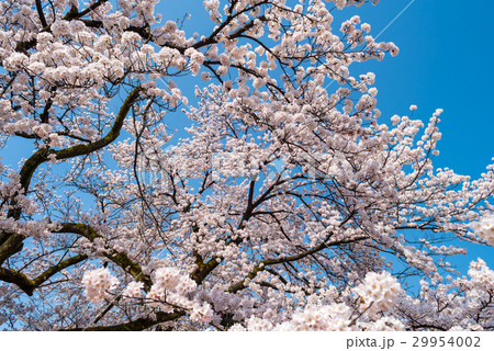 桜と青空 桜と青空 29954002