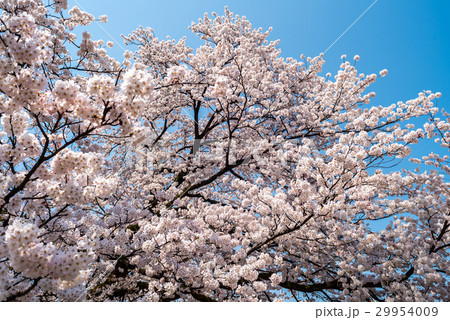 桜と青空 桜と青空 29954009