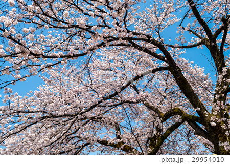 桜と青空 桜と青空 29954010