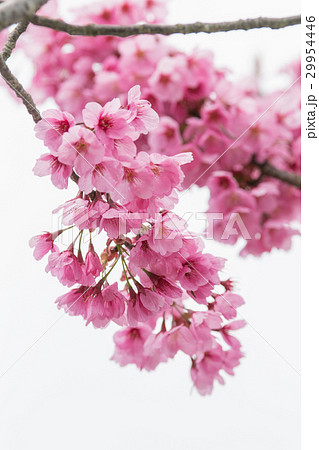 桜の花（ヨコハマヒサクラ） 29954446