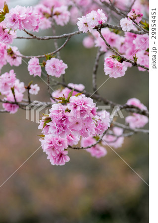 桜の花（ベニユタカ） 29954451