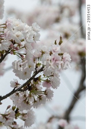 桜の花（ササベザクラ） 29954453