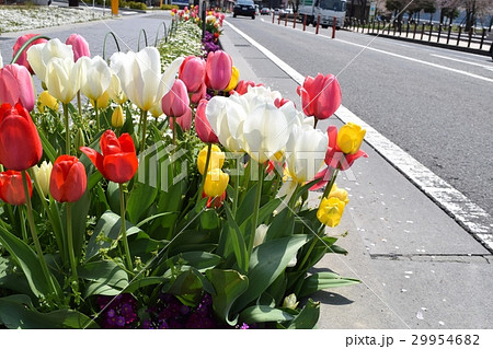 チューリップ 29954682