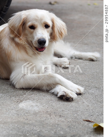 lovely funny white cute fat compact size young dog 29954887