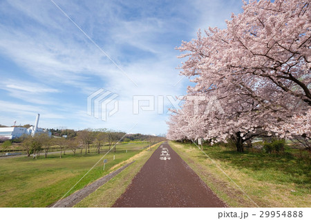 【サイクリスト聖地】多摩川サイクリングロード（コピースペース） 29954888