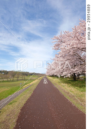 【サイクリスト聖地】多摩川サイクリングロード・府中多摩川かぜの道（東京都・府中市）（コピースペース） 29954889