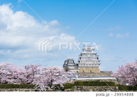 姫路城 桜 姫路城 桜 29954898