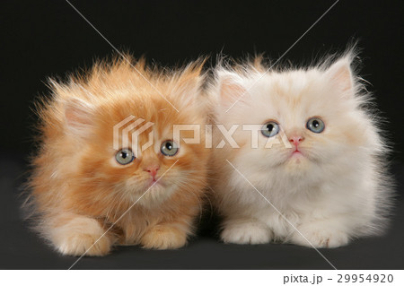 Two highlander kitten side by side 29954920