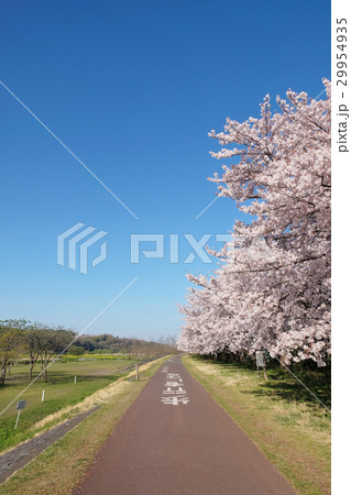 【サイクリスト聖地】多摩川サイクリングロード・府中多摩川かぜの道（東京都・府中市）（コピースペース） 29954935