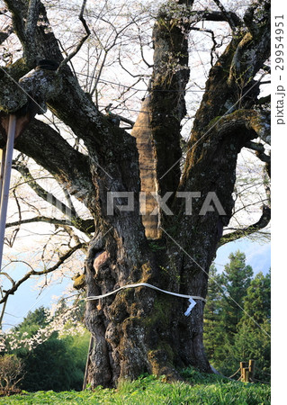 醍醐桜の幹の写真素材