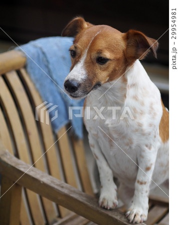 happy active young handsome Jack Russell terrier happy active young handsome Jack Russell terrier 29954981