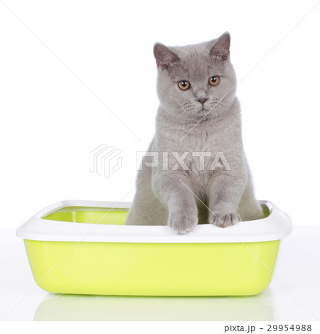 Cat sitting in litter box Cat sitting in litter box 29954988