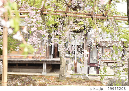 【四国八十八ヶ所】第八十三番　一宮寺　シダレザクラと大師堂　香川県高松市 29955208