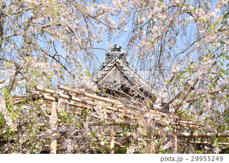 【四国八十八ヶ所】第八十三番　一宮寺のシダレザクラ　香川県高松市 29955249