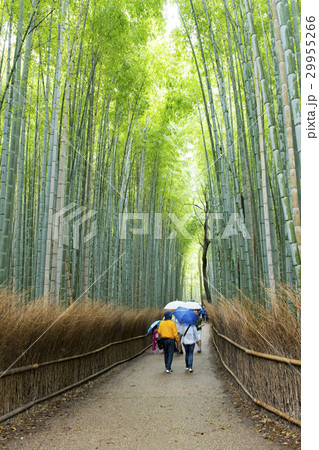 crowd in bamboo forest in Arashiyama Kyoto Japan 29955266