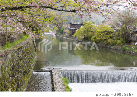 Canal with cherry blossom in Arashiyama,Kyoto. Canal with cherry blossom in Arashiyama,Kyoto. 29955267