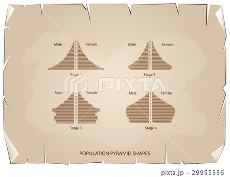 Four Types of Population Pyramids 29955336