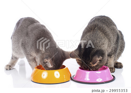Two cats sitting behind their food bowls 29955353