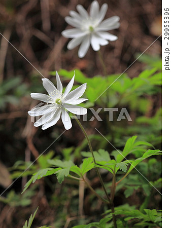 キクザキイチゲの白花 キクザキイチゲの白花 29955396
