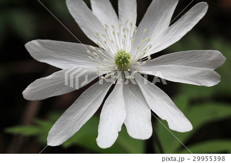 キクザキイチゲの花拡大 29955398